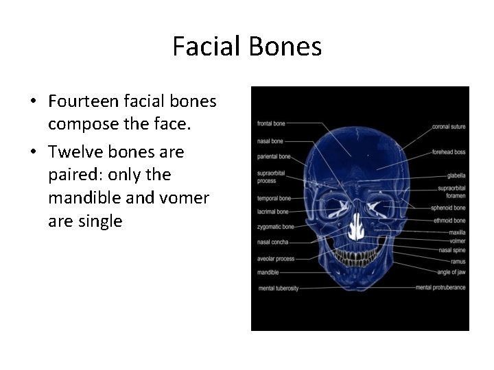 Facial Bones • Fourteen facial bones compose the face. • Twelve bones are paired: