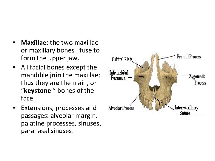  • Maxillae: the two maxillae or maxillary bones , fuse to form the