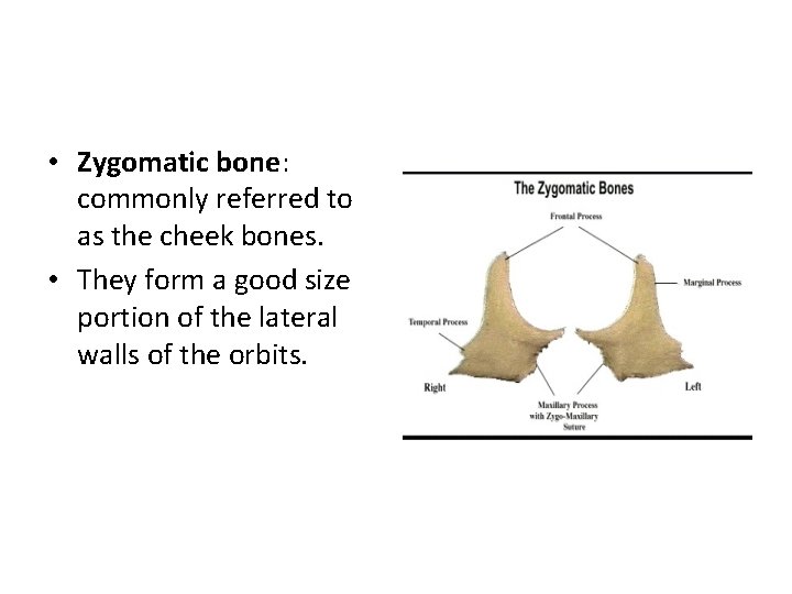  • Zygomatic bone: commonly referred to as the cheek bones. • They form