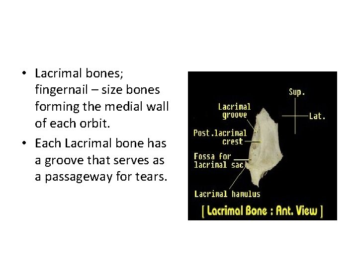  • Lacrimal bones; fingernail – size bones forming the medial wall of each