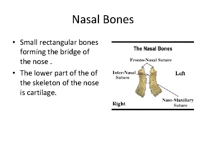 Nasal Bones • Small rectangular bones forming the bridge of the nose. • The