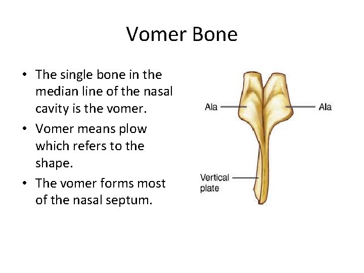 Vomer Bone • The single bone in the median line of the nasal cavity