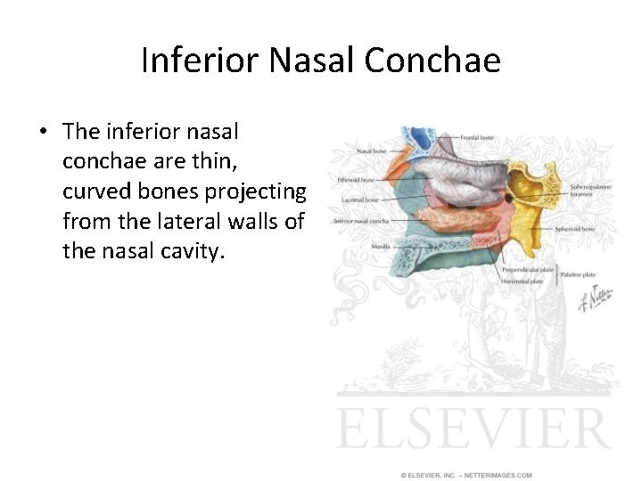Inferior Nasal Conchae • The inferior nasal conchae are thin, curved bones projecting from