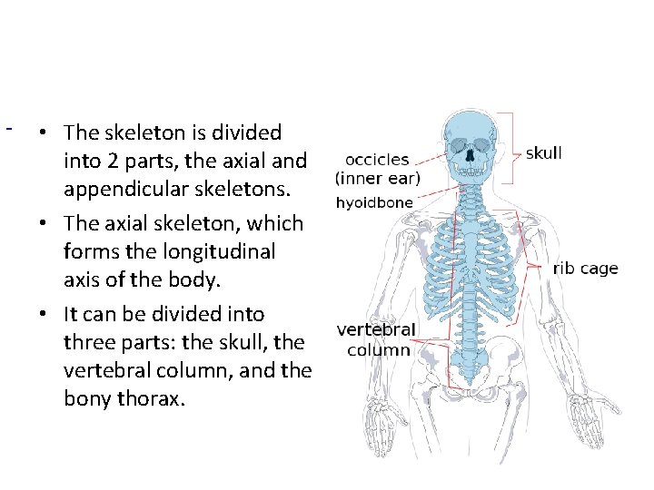  • The skeleton is divided into 2 parts, the axial and appendicular skeletons.