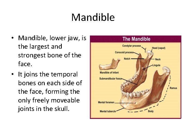 Mandible • Mandible, lower jaw, is the largest and strongest bone of the face.