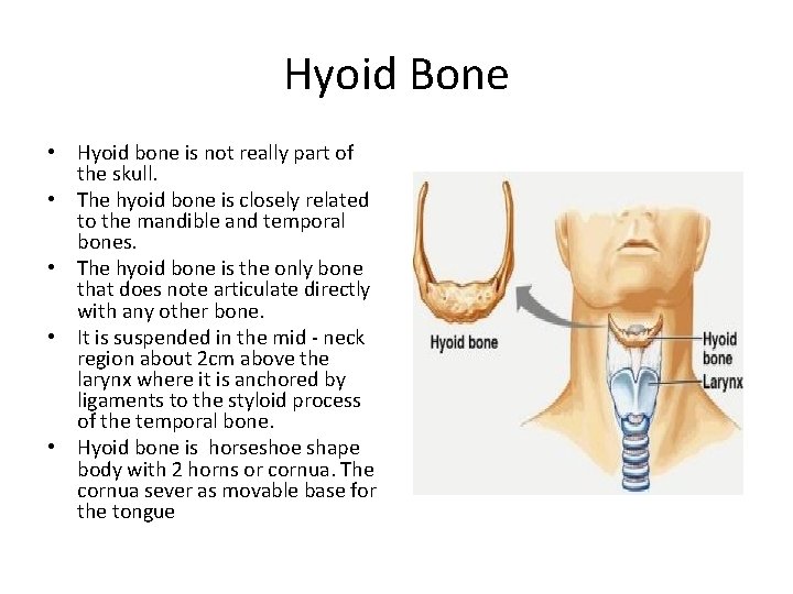 Hyoid Bone • Hyoid bone is not really part of the skull. • The
