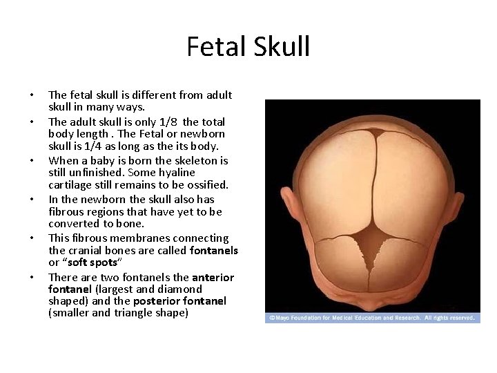 Fetal Skull • • • The fetal skull is different from adult skull in