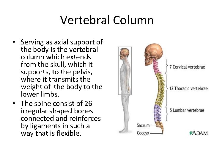 Vertebral Column • Serving as axial support of the body is the vertebral column