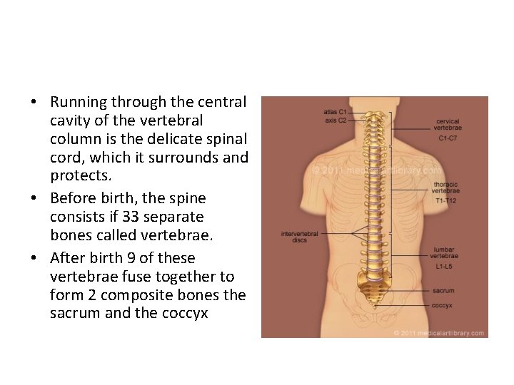  • Running through the central cavity of the vertebral column is the delicate