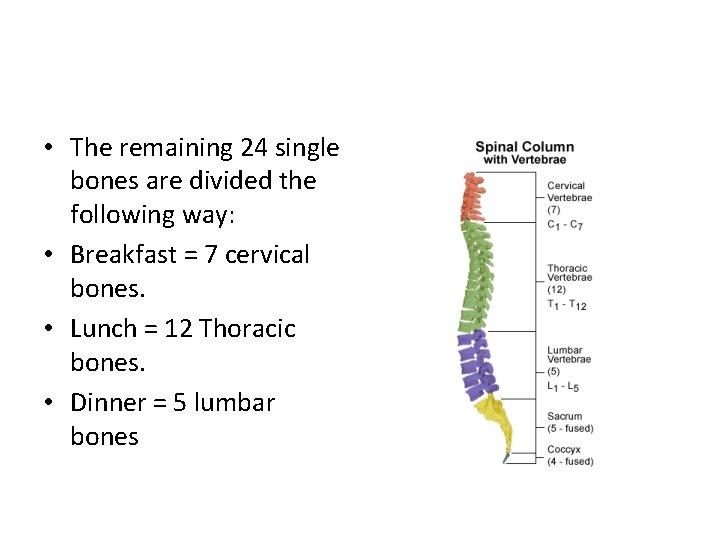  • The remaining 24 single bones are divided the following way: • Breakfast