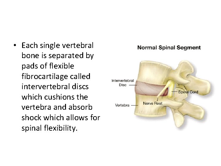  • Each single vertebral bone is separated by pads of flexible fibrocartilage called