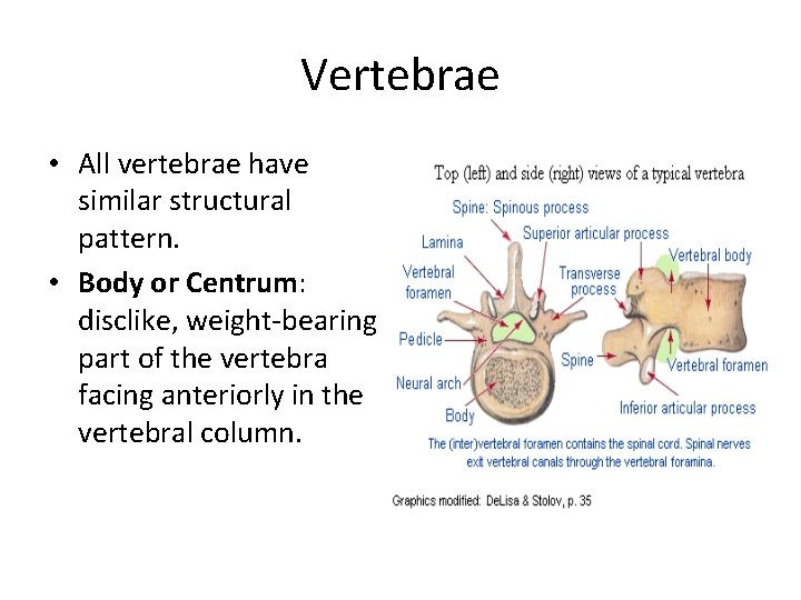 Vertebrae • All vertebrae have similar structural pattern. • Body or Centrum: disclike, weight-bearing