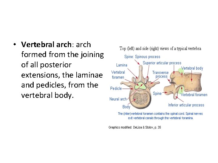  • Vertebral arch: arch formed from the joining of all posterior extensions, the