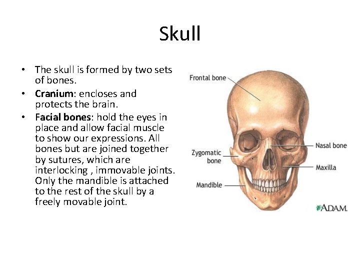Skull • The skull is formed by two sets of bones. • Cranium: encloses