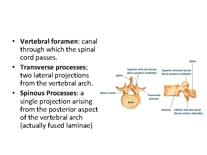 • Vertebral foramen: canal through which the spinal cord passes. • Transverse processes;