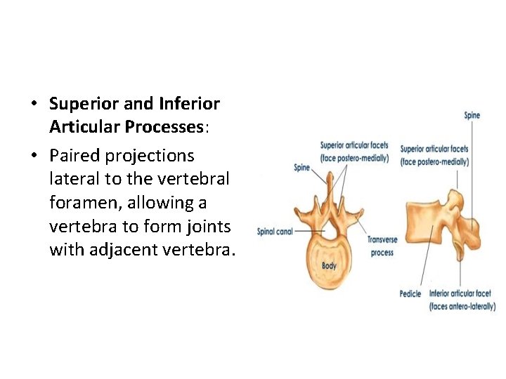  • Superior and Inferior Articular Processes: • Paired projections lateral to the vertebral