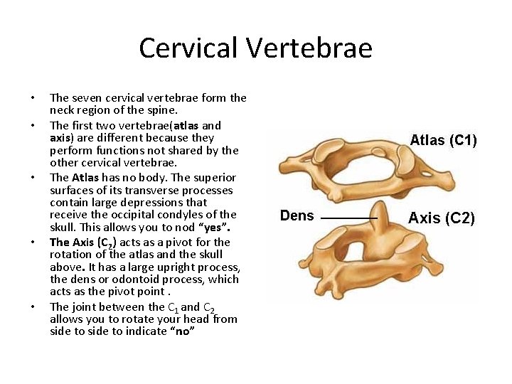 Cervical Vertebrae • • • The seven cervical vertebrae form the neck region of