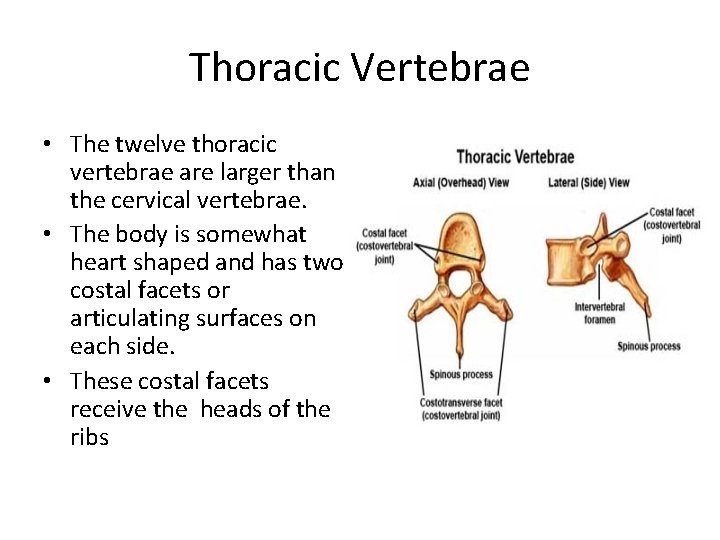 Thoracic Vertebrae • The twelve thoracic vertebrae are larger than the cervical vertebrae. •