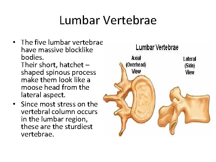 Lumbar Vertebrae • The five lumbar vertebrae have massive blocklike bodies. Their short, hatchet