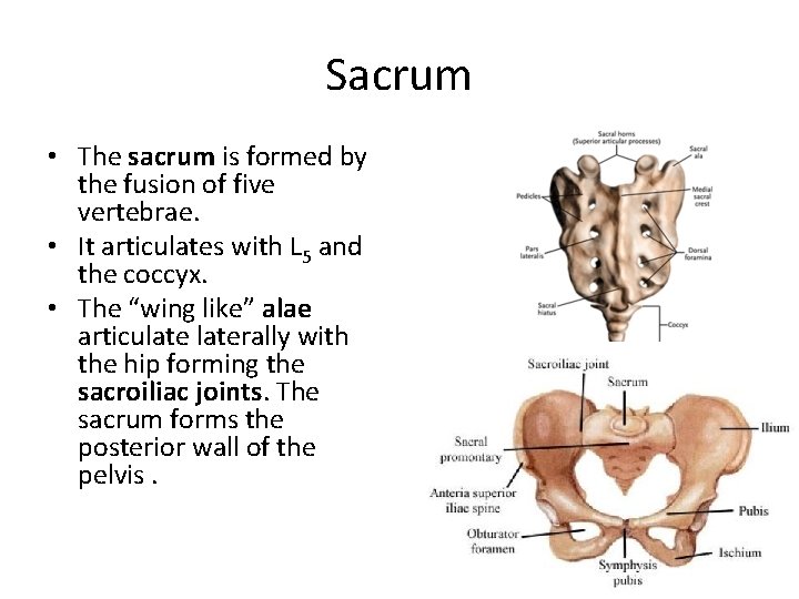 Sacrum • The sacrum is formed by the fusion of five vertebrae. • It