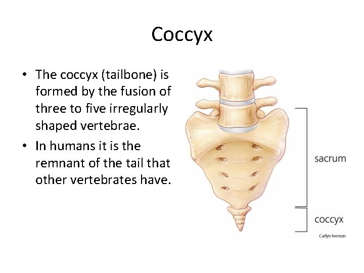 Coccyx • The coccyx (tailbone) is formed by the fusion of three to five