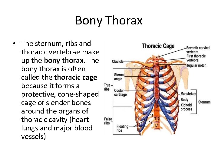 Bony Thorax • The sternum, ribs and thoracic vertebrae make up the bony thorax.