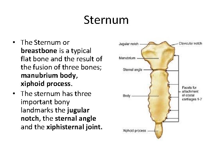 Sternum • The Sternum or breastbone is a typical flat bone and the result