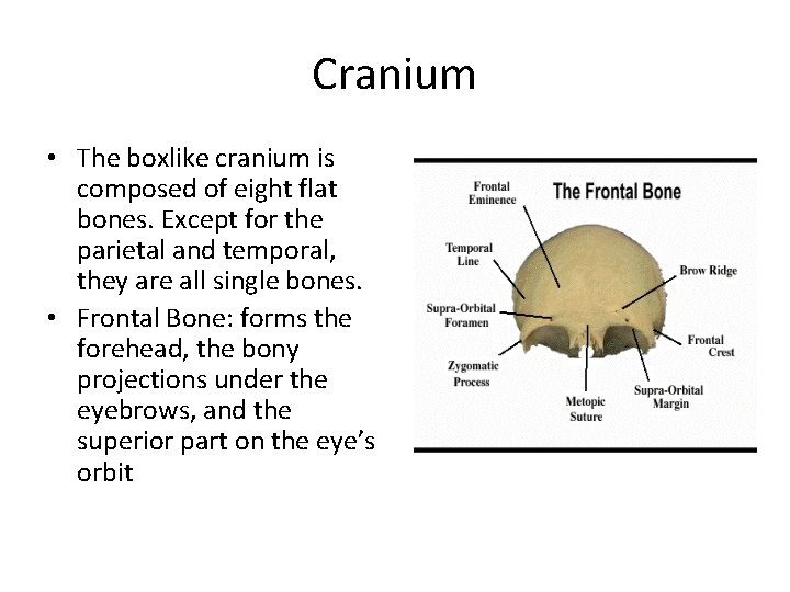 Cranium • The boxlike cranium is composed of eight flat bones. Except for the