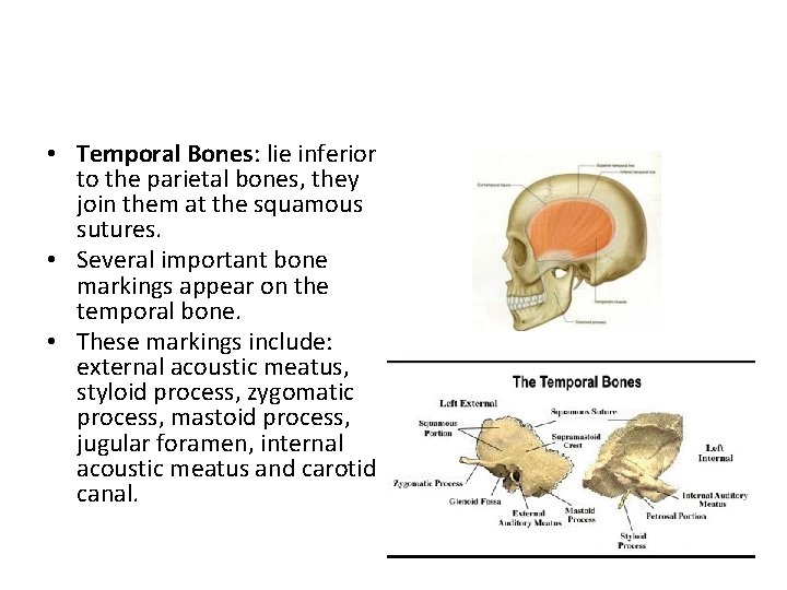  • Temporal Bones: lie inferior to the parietal bones, they join them at