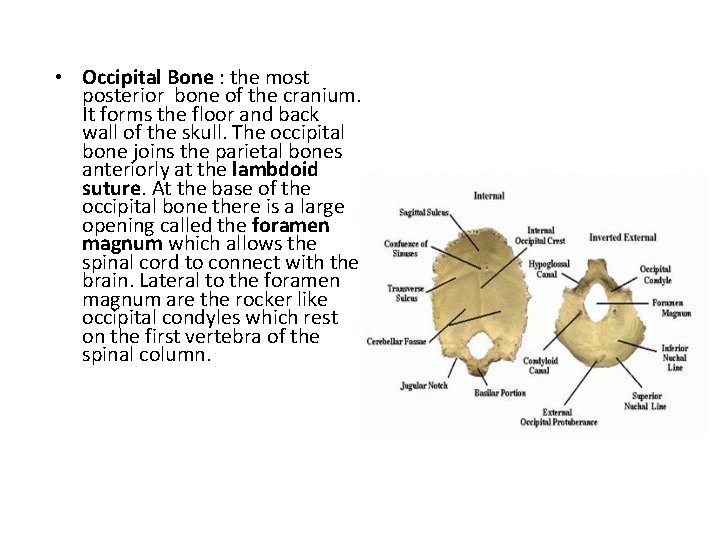  • Occipital Bone : the most posterior bone of the cranium. It forms