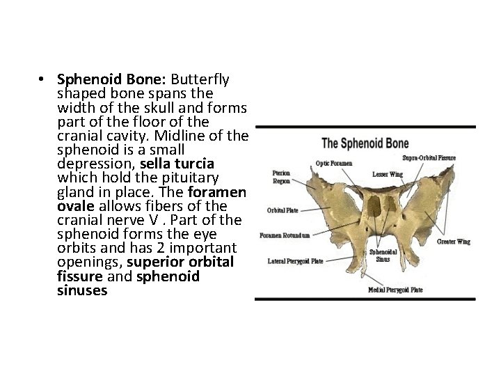  • Sphenoid Bone: Butterfly shaped bone spans the width of the skull and