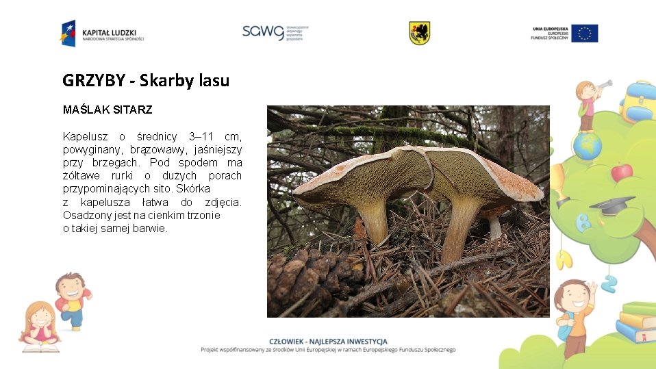 GRZYBY - Skarby lasu MAŚLAK SITARZ Kapelusz o średnicy 3– 11 cm, powyginany, brązowawy,