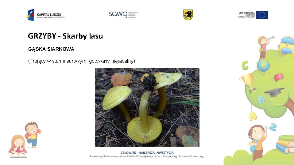 GRZYBY - Skarby lasu GĄSKA SIARKOWA (Trujący w stanie surowym, gotowany niejadalny) 