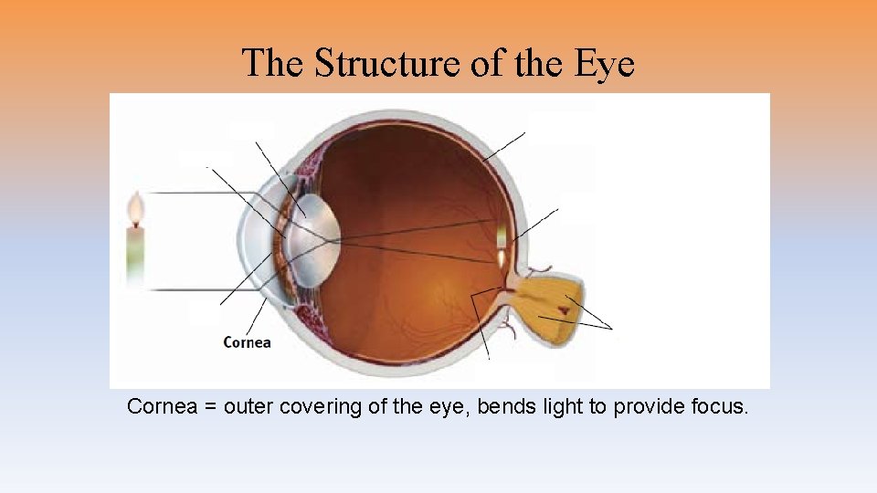 The Structure of the Eye Cornea = outer covering of the eye, bends light