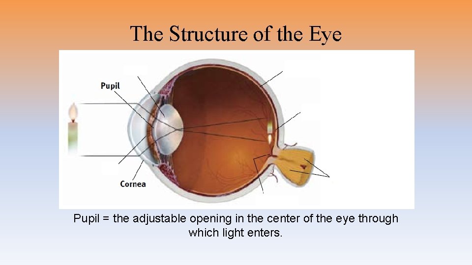 The Structure of the Eye Pupil = the adjustable opening in the center of