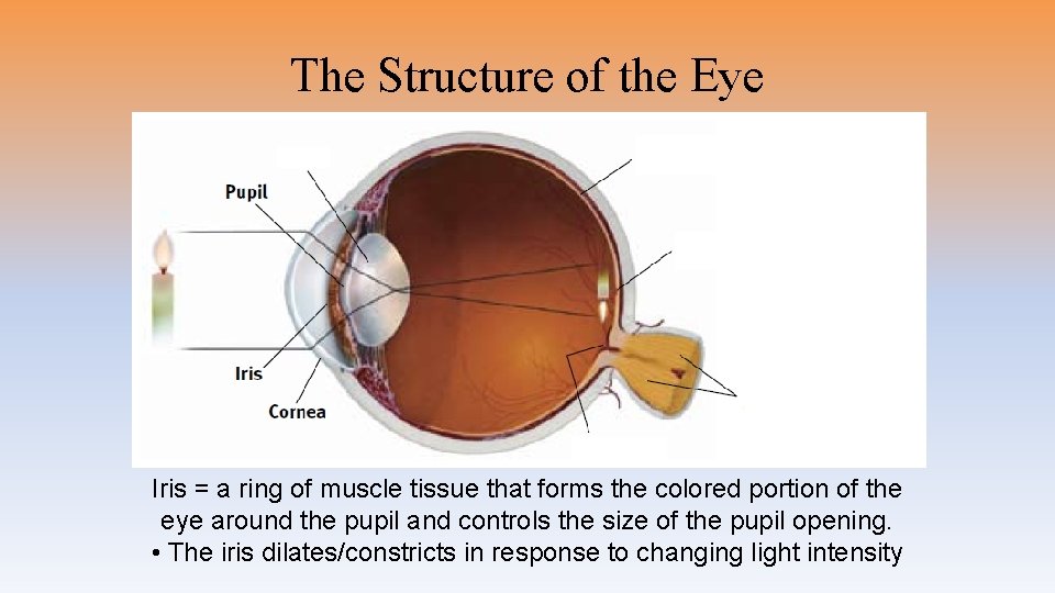 The Structure of the Eye Iris = a ring of muscle tissue that forms