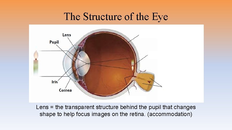 The Structure of the Eye Lens = the transparent structure behind the pupil that