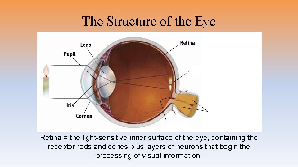 The Structure of the Eye Retina = the light-sensitive inner surface of the eye,