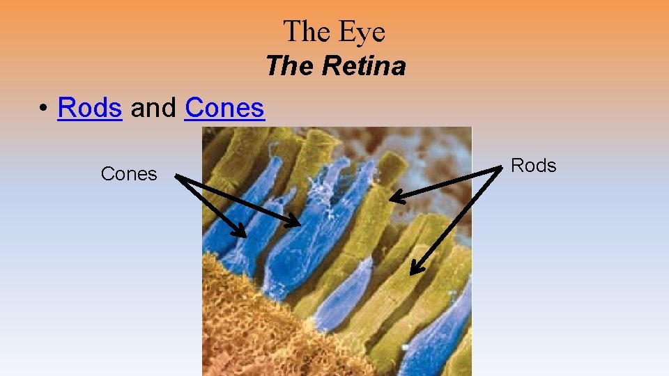 The Eye The Retina • Rods and Cones Rods 