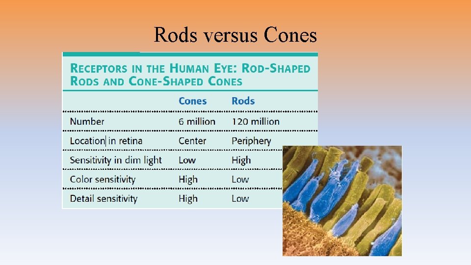 Rods versus Cones 