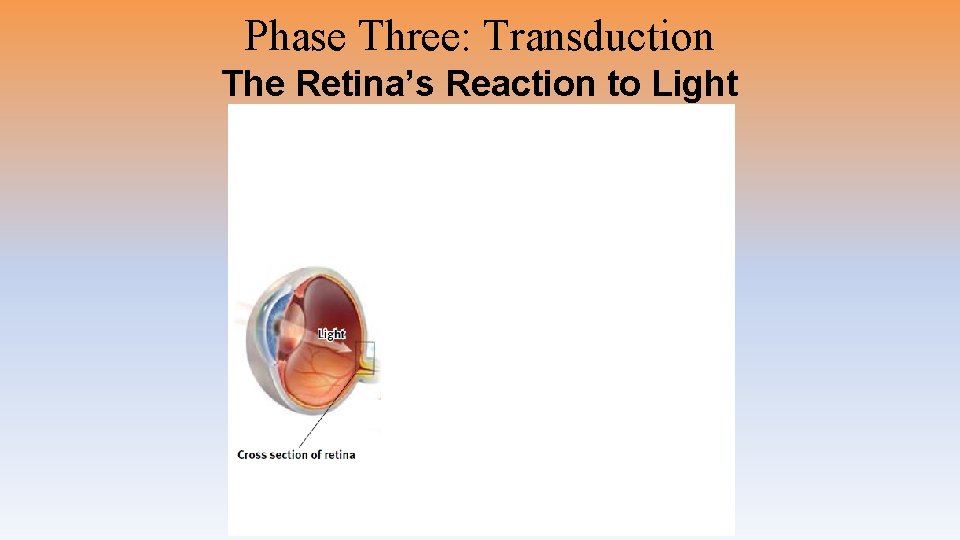 Phase Three: Transduction The Retina’s Reaction to Light 
