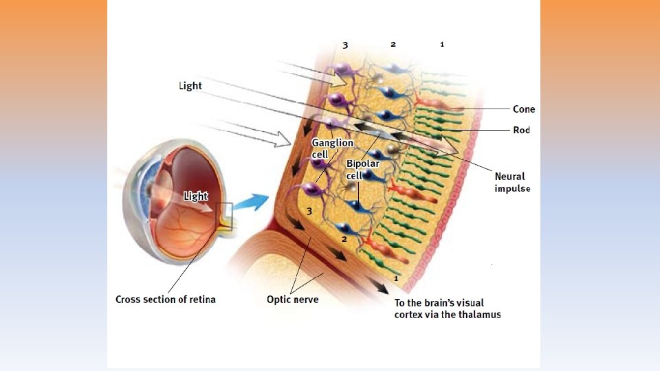 The Retina’s Reaction to Light 