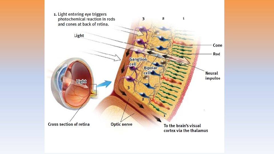 The Retina’s Reaction to Light 