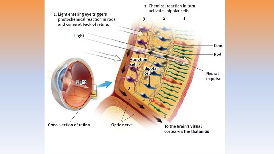 The Retina’s Reaction to Light 