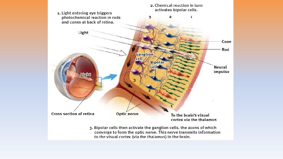 The Retina’s Reaction to Light 