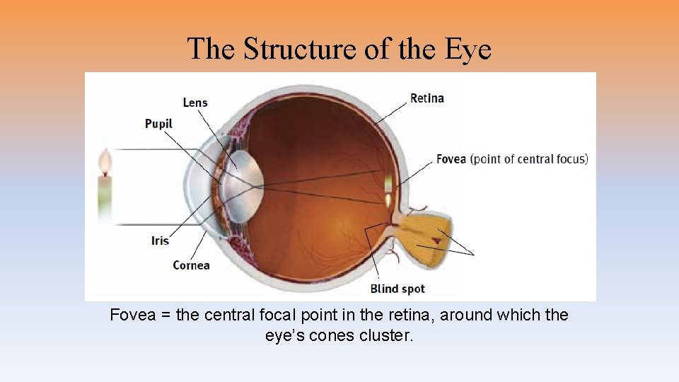 The Structure of the Eye Fovea = the central focal point in the retina,