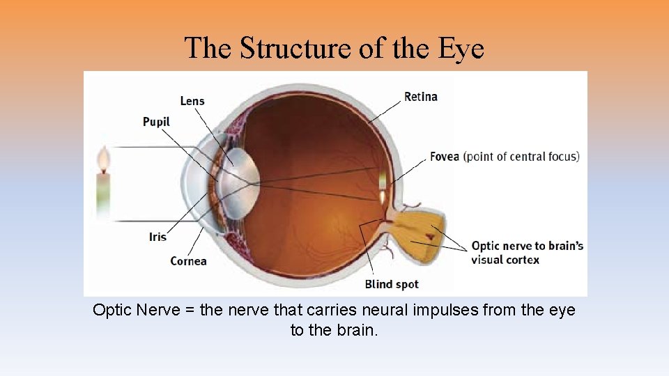 The Structure of the Eye Optic Nerve = the nerve that carries neural impulses