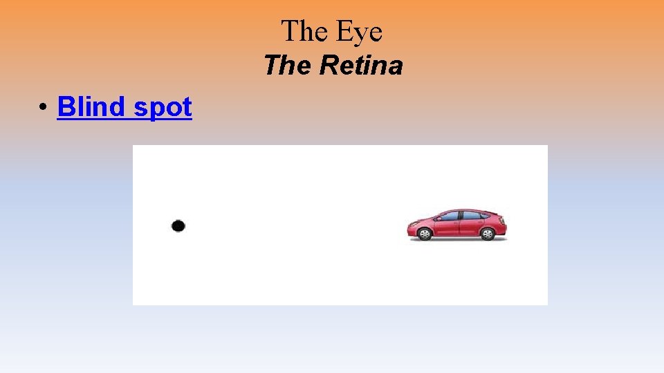 The Eye The Retina • Blind spot 