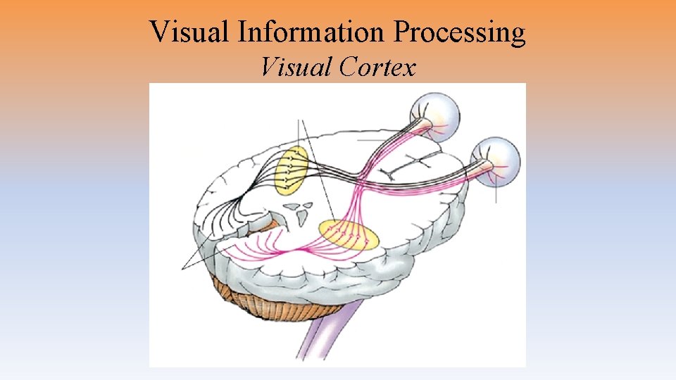 Visual Information Processing Visual Cortex 