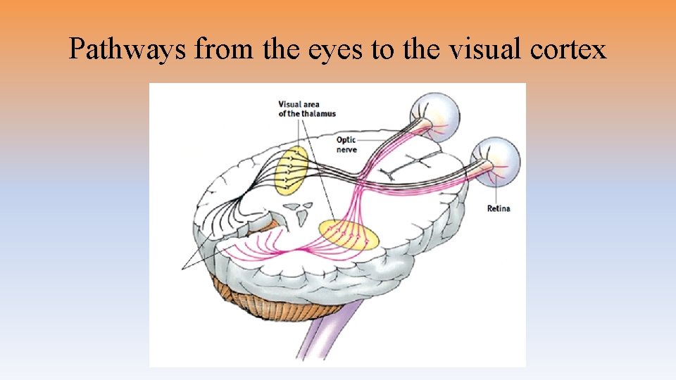 Pathways from the eyes to the visual cortex 